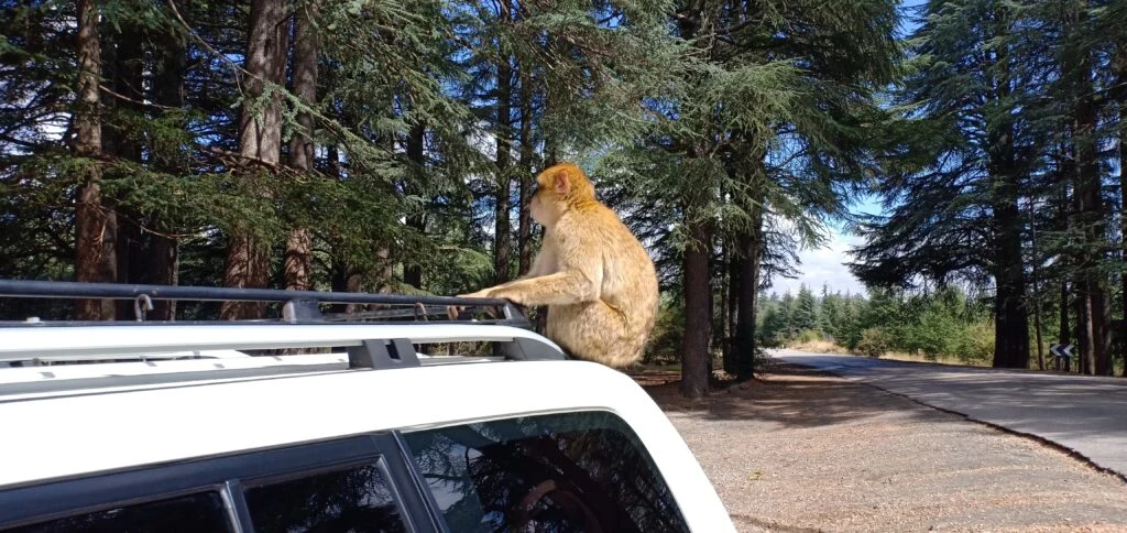 Circuit Privé de Désert 8 Jours au Départ de Marrakech : Cœur du Maroc et Merveilles du Sud