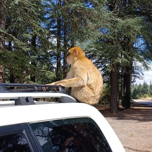 Circuit Privé de Désert 8 Jours au Départ de Marrakech : Cœur du Maroc et Merveilles du Sud