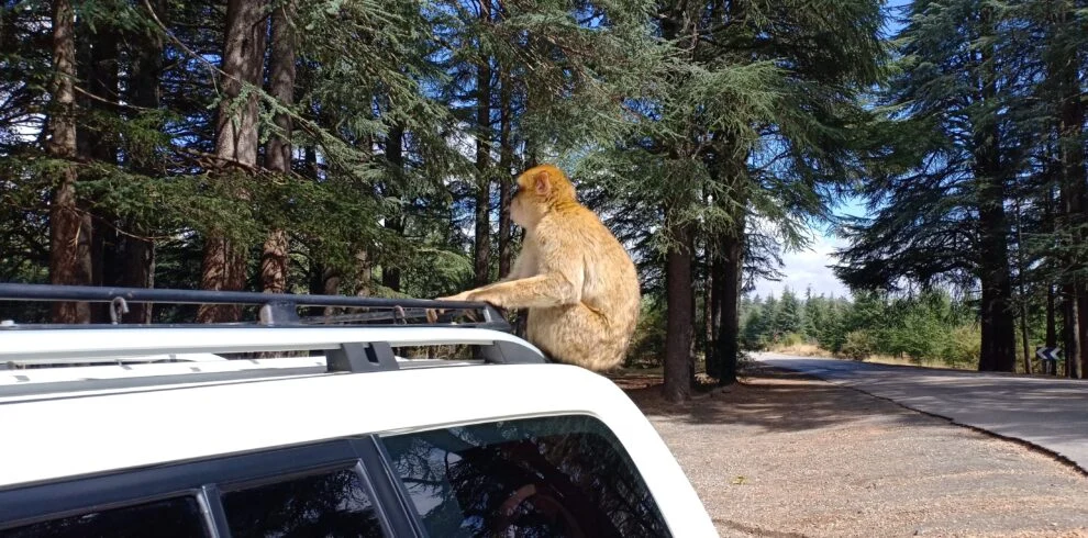 Circuit Privé de Désert 8 Jours au Départ de Marrakech : Cœur du Maroc et Merveilles du Sud