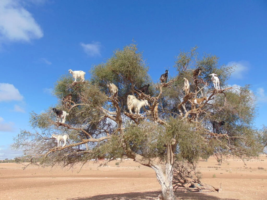 Circuit Privé 15 Jours depuis Casablanca,15 Jours depuis Casablanca,Circuit Privé 15 Jours