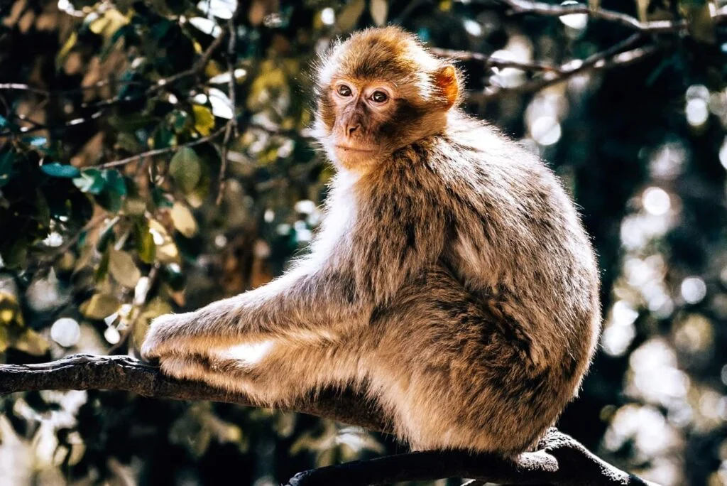 voyage privé Maroc 9 jours,Circuit Maroc 9 jours,Circuit privé Maroc 9 jours,Voyage Maroc 9 jours,9 jours au Maroc