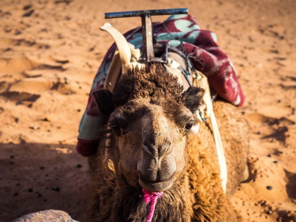 Un chameau sur le sable