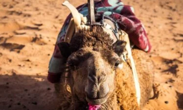 Un chameau sur le sable