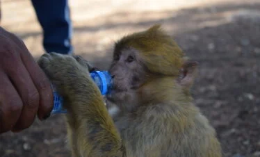 Un singe boit de l'eau